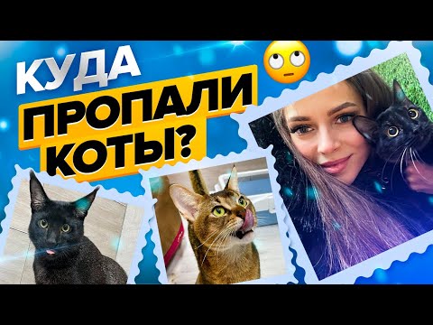 Видео: Кормим с рук камышового кота 🙀 Вульф дал себя погладить? Куда переехали Вульф, Марта и Сколл😸