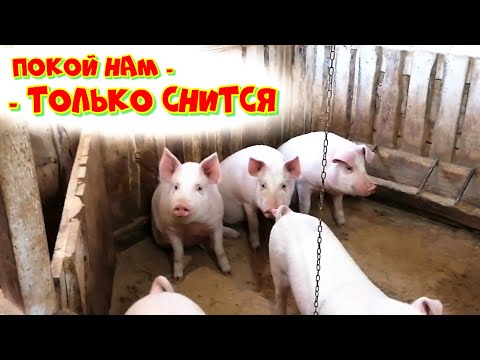 Видео: ПЛАНЫ НА БУДУЩЕЕ | ОЧЕРЕДНАЯ ПЕРЕСТРОЙКА СВИНАРНИКА