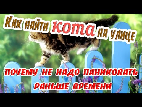 Видео: ➤ Как найти кота на улице и почему не надо паниковать раньше времени ➤ Потерялся кот
