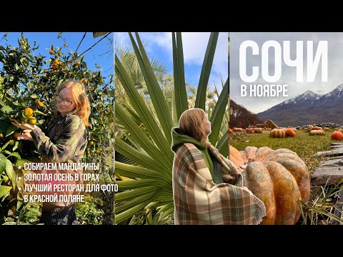 Видео: СОЧИ В НОЯБРЕ. Собираем 🍊мандарины, едем в Абхазию. Гуляем на Красной поляне