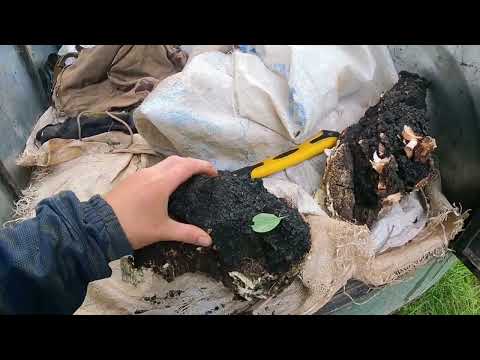 Видео: Деньги растут на деревьях.Нам всего лишь остаётся их собрать.Заработок в деревне.