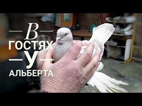 Видео: Бойные Голуби. В гостях у Альберта. 31.01.21 Грузия. Тбилиси
