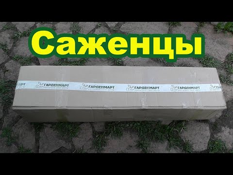 Видео: Саженцы почтой с Гарденмарт. Распаковка посылки с растениями