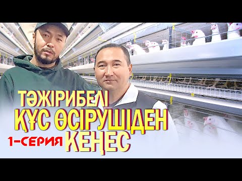 Видео: Тәжірибелі құс өсірушіден кеңес /// 1-серия