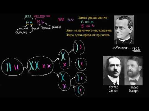 Видео: Хромосомная теория наследственности (видео 7) | Классическая генетика | Биология