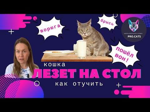 Видео: КАК ОТУЧИТЬ КОШКУ залезать на стол | Отучить кота сидеть на обеденном столе | Воспитание кошек