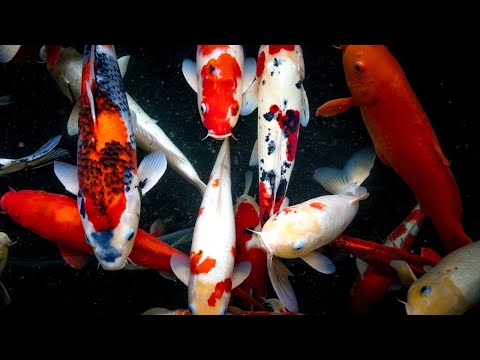 Видео: НА МЕДНОЕ ЗА СУПЕР ФАРМОМ И 120 МОРЕ ЗА РЕДКИМИ ВИДАМИ  в РР 4