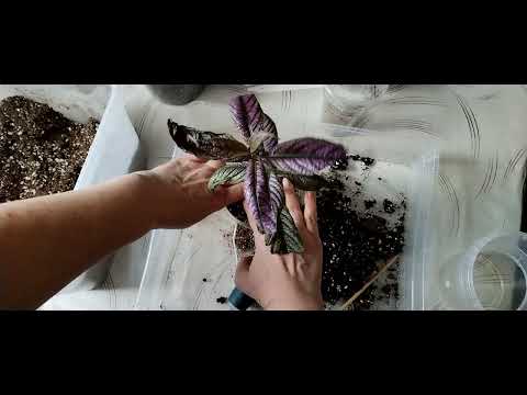 Видео: Пересадки: сингониумы, филодендрон, стробилантес.