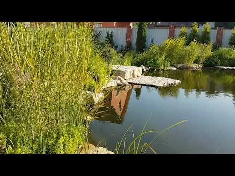 Видео: Стоимость дачного пруда на 450 кв. м.