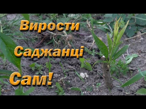 Видео: Выращивание саженцев персика. Окулировка плодовых деревьев. Как вырастить саженцы самостоятельно