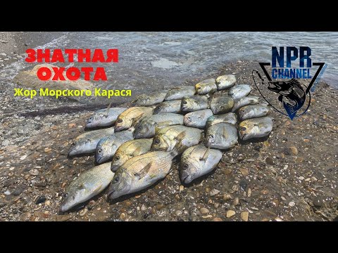 Видео: Рыбалка на Черном Море - Ночной Горбыль, Голодные Караси и Активная Ставрида.