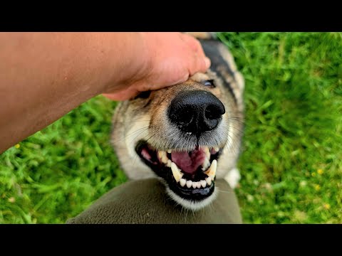 Видео: На день медика