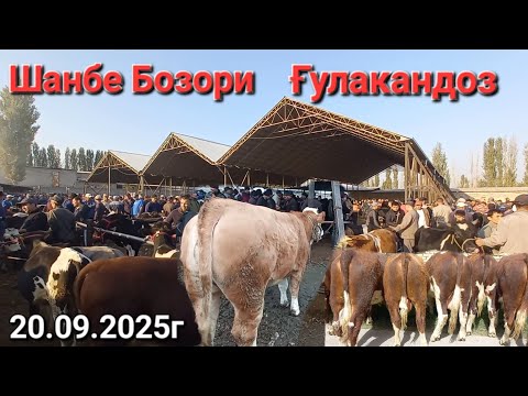 Видео: Шанбе Бозори Ғулакандоз 20-сен. нарху навои Буқачаҳои майда ва калон,моли оча бачаҳо имруз