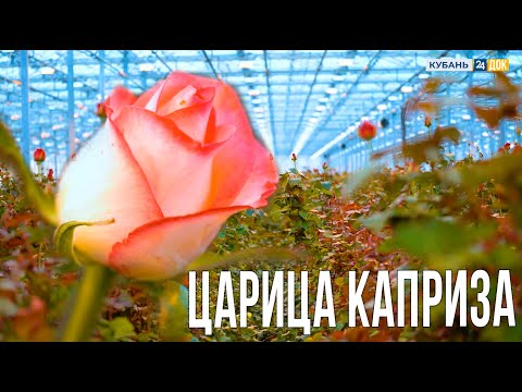 Видео: В Мостовском районе выращивают самые вредные по характеру цветы