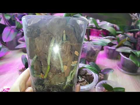 Видео: Стимуляция роста корней. Часть 1. Когда и при каких условиях лучше выполнять обработку.