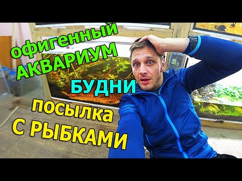 Видео: Вот это сильно! Просто ОФИГЕЛ от этого аквариума! Распаковка аквариумных рыбок в зоомагазине