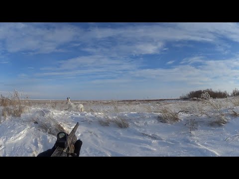 Видео: Охота на зайца. откуда их здесь столько