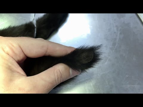 Видео: Почему выпадает шерсть на хвосте у кошки, облезает хвост