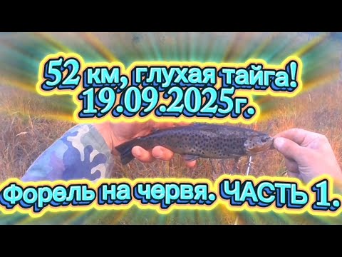 Видео: ФОРЕЛЬ НА ЧЕРВЯ! 52 КМ. ГЛУХАЯ ТАЙГА. ЧАСТЬ 1. НАЧАЛО. #форель #fishing #recommended #rek #природа 