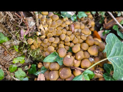 Видео: Волна опят началась, иду в лес 29.10.2025г.