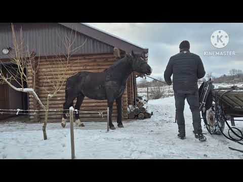 Видео: Кінна упряж англійський хомут, примірка...