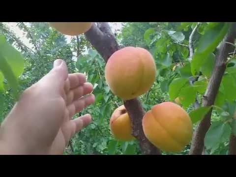 Видео: Абрикос раннесредний сорт НЖА -  19(apricot NJA -19)