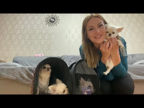 Видео: VLOG: НАШ ПИТОМНИК ЧИХУАХУА!