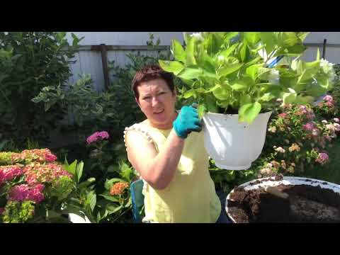 Видео: Коллекционные сорта гортензии переваливаем в новые горшки. Очень красивы, обрезаем цвет…