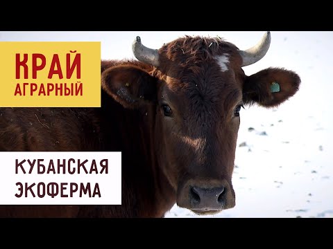 Видео: Эко-фермы Кубани | «Край аграрный»
