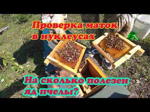 Видео: ПРОВЕРКА НА ПРИЁМ МАТОК В НУКЛЕУСНОМ ПАРКЕ, ВЛИЯНИЕ ПЧЕЛИННОГО ЯДА НА ОРГАНИЗМ