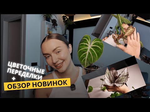 Видео: #22 Новые растения + цветочные переделки 🌿 Новая жизнь моей коллекции