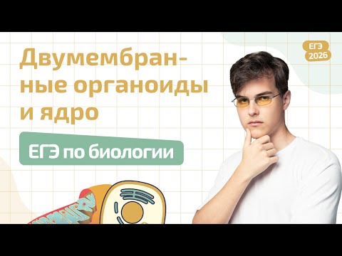 Видео: ДВУМЕМБРАННЫЕ ОРГАНОИДЫ И ЯДРО | СТРОЕНИЕ КЛЕТКИ | ЕГЭ ПО БИОЛОГИИ