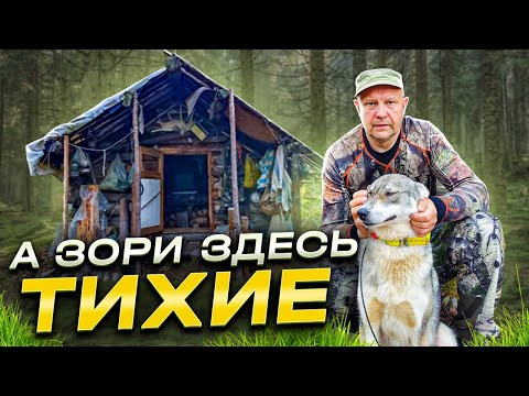 Видео: в Тайгу с лайкой. Рыбалка.Лесной быт...