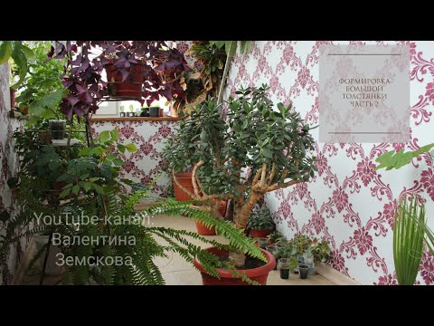 Видео: Формировка Большой Толстянки. часть 2. //Валентина Земскова