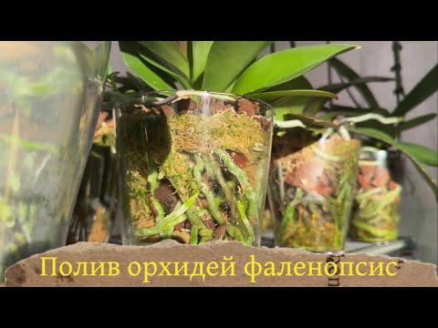 Видео: Полив орхидей фаленопсис, обзор полок #phalaenopsisorchid #orchid #поливорхидей #зимнийсад
