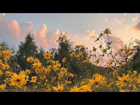 Видео: ПОВСЕДНЕВНОСТЬ. Экономная еда, продажи, покупки в магазине. Мои выходные. 