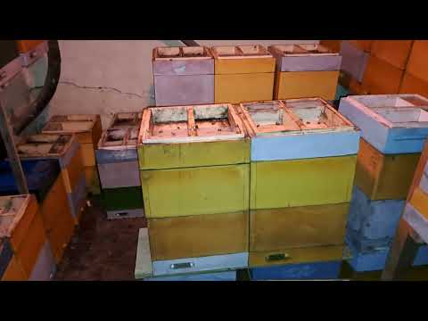 Видео: 20 января 2024 г.Новая услуга!Продажа пчел в мини плюсах!