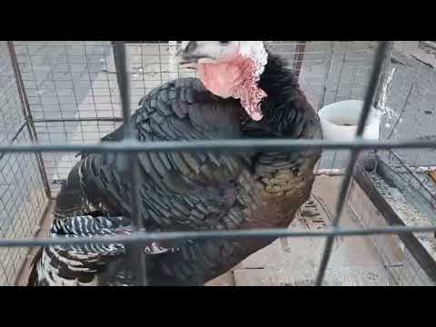 Видео: 09.11.2025 ноября голубиный базар 