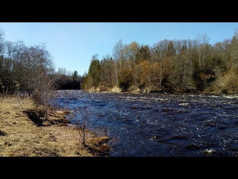 Видео: Березайка Мста 2019