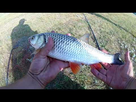 Видео: Крупный Голавль на горох, Ловля головля и плотвы на поплавок на реке Ик.