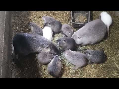 Видео: Нутрия., Какие могут быть проблемы при родах?