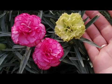 Видео: Топ 10👍 самых выносливых растений для жаркого климата. Ответ подписчице Зинаиде.