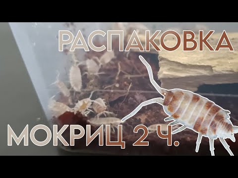 Видео: Распаковка Мокриц (2 Часть) Porcellionides pruinosus "Orange dalmatian" | Мокрицы чистильщики