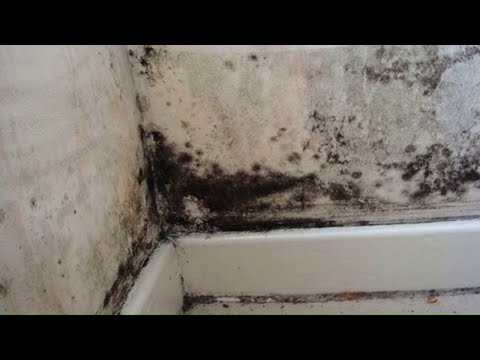 Видео: Как убрать ПЛЕСЕНЬ со стены в квартире. ДЕЙСТВЕННЫЕ способы