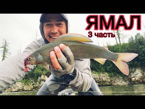 Видео: на ЯМАЛ за сибирским ХАРИУСОМ 2022 #3 ХАРАМАТАЛОУ