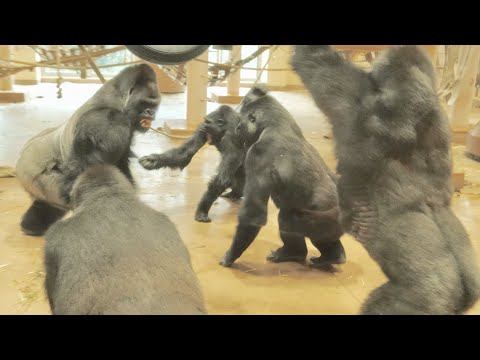 Видео: Душераздирающе болезненный день / Шабани и Киёмаса враждуют