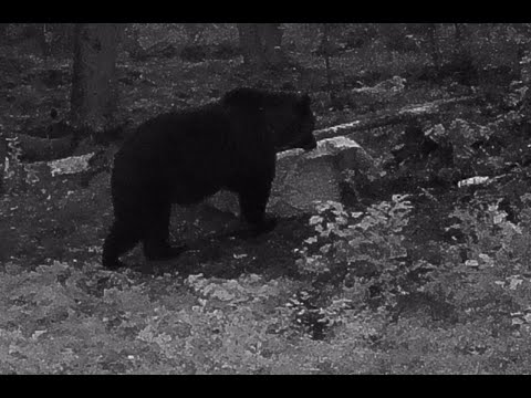 Видео: Охота на медведя с лабаза. #ОХОТА #МЕДВЕДЬ #ЛАБАЗ