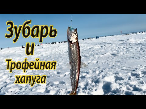 Видео: Зубарь и трофейная хапуга