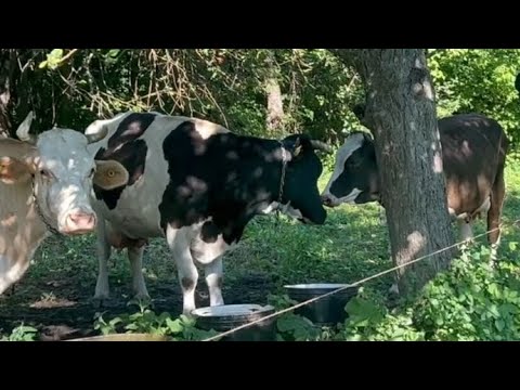 Видео: Лето в деревне.