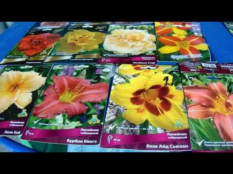 Видео: Лилейники с названиями. часть 3. Подводим итог.